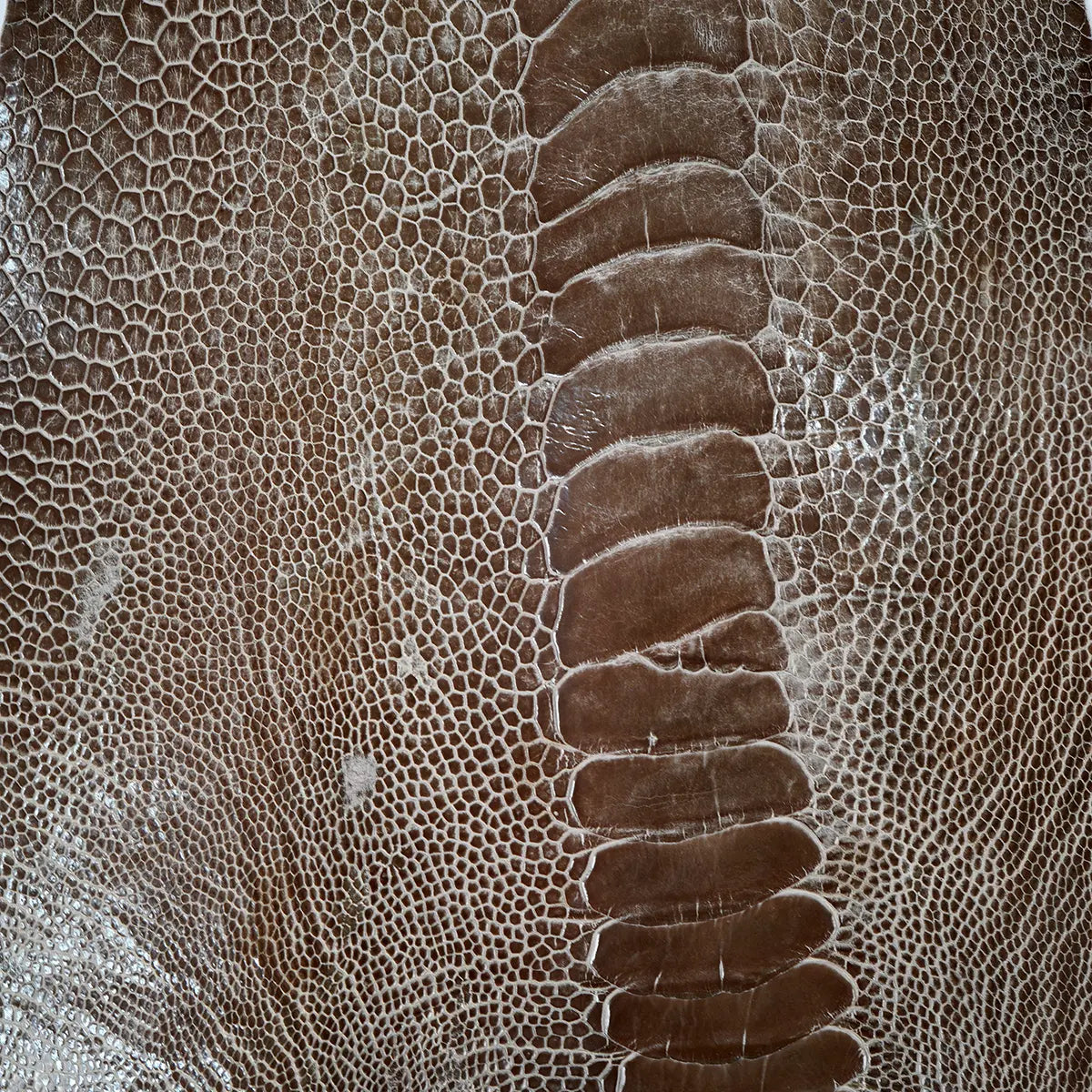 Ostrich Leg Leather Small