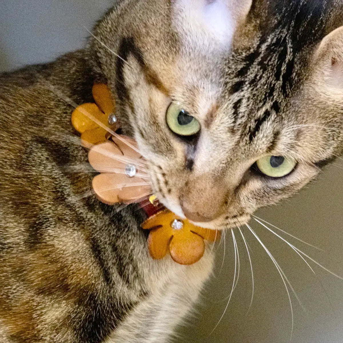 MakerAid Small Pet Leather Collar Kit.